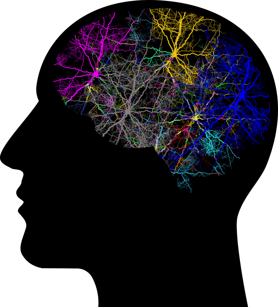 A black silhouette of a human head in profile with a colorful and complex network of interconnected neurons and brain cells visible within the skull area, representing active brain pathways.