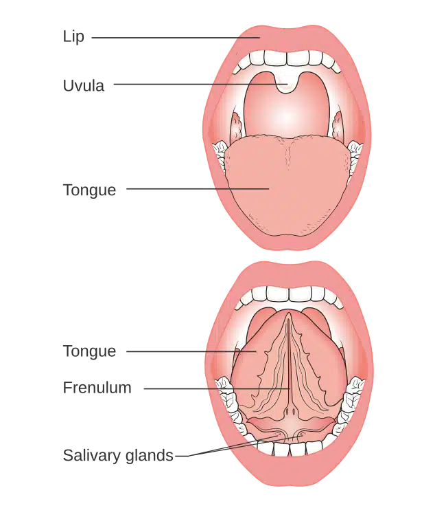 Illustration depicting basic oral anatomy, including the tongue, teeth, jaw, and surrounding structures.