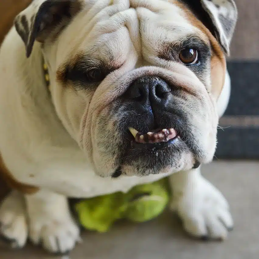 Photo of a bulldog with a prominent underbite, illustrating how restricted tongue function can impact jaw development and bite alignment.