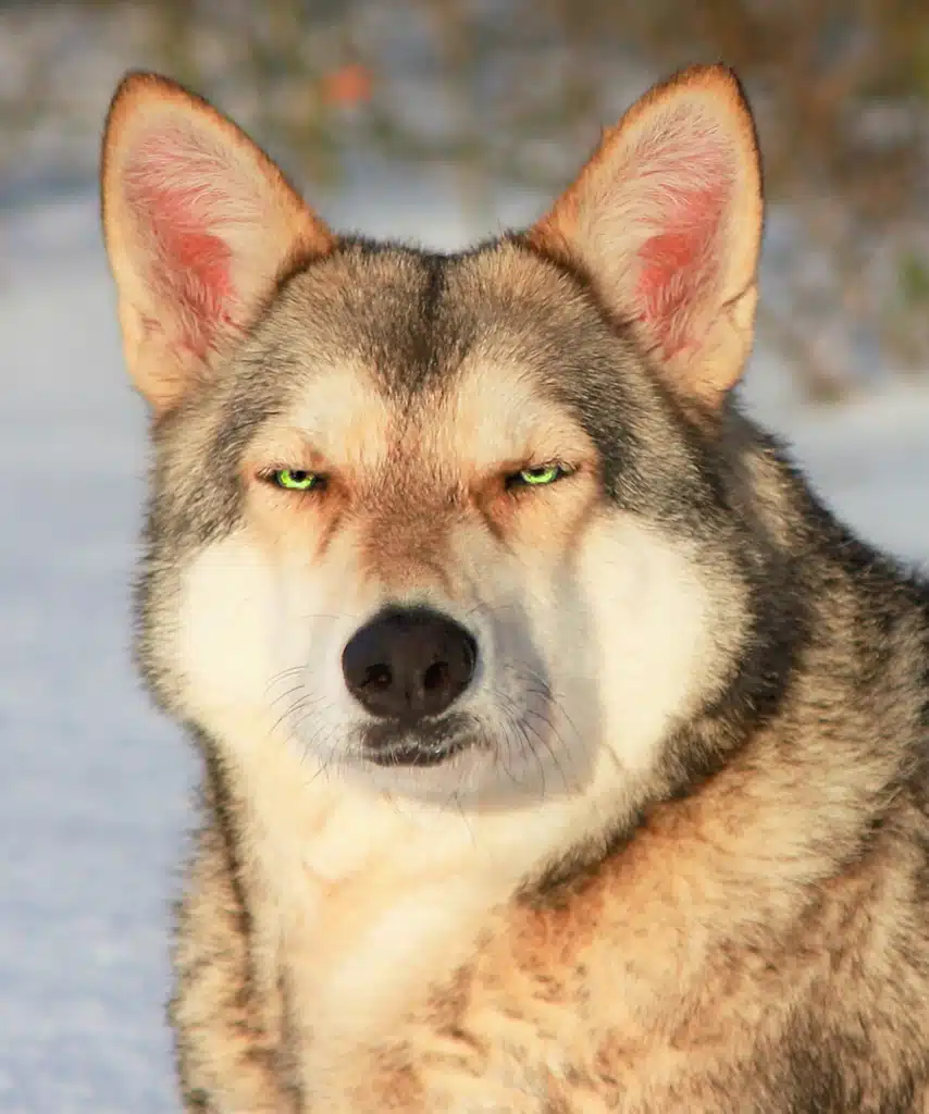  A wolf with light fur, looking directly at the viewer with a skeptical or disapproving expression.
