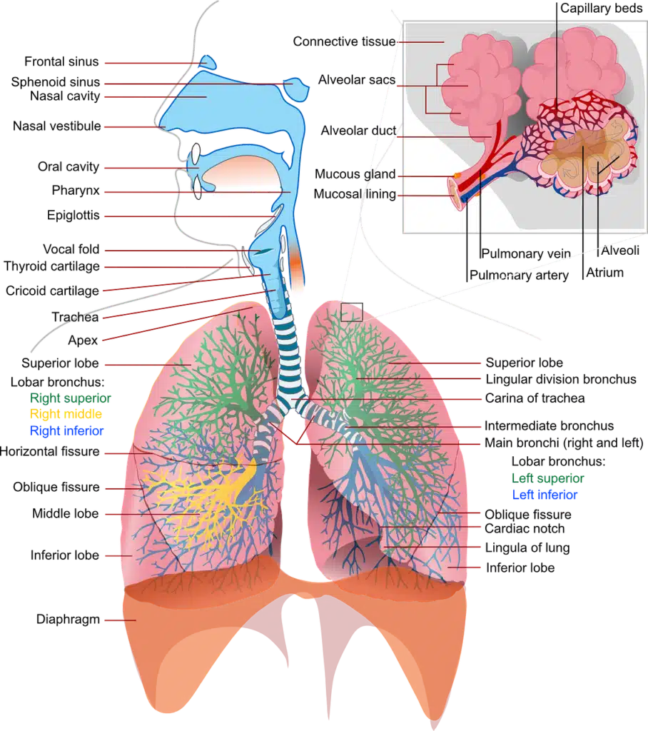 Anatomical illustration of the human respiratory system with labels, including a detailed close-up of the alveoli, essential for understanding speech production.