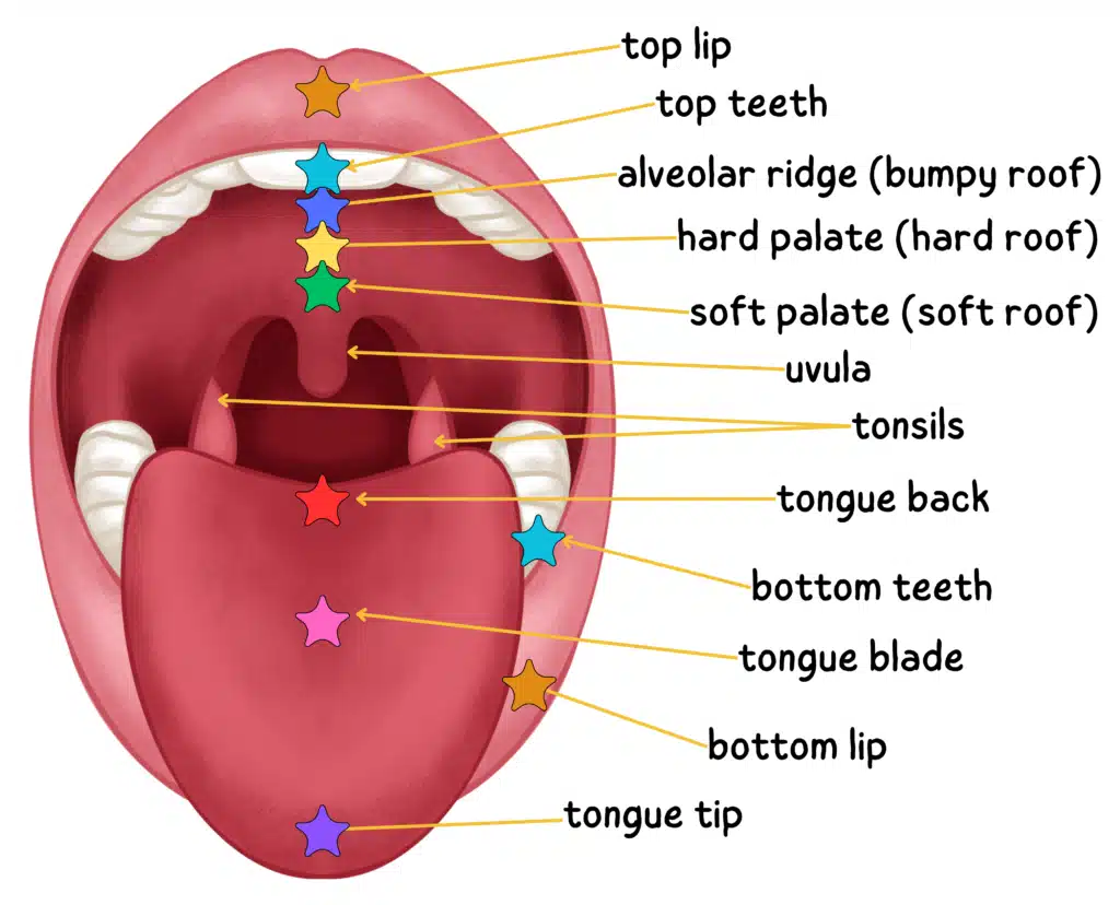 Diagram of an open mouth with stars indicating and labeling various structures important for speech articulation.